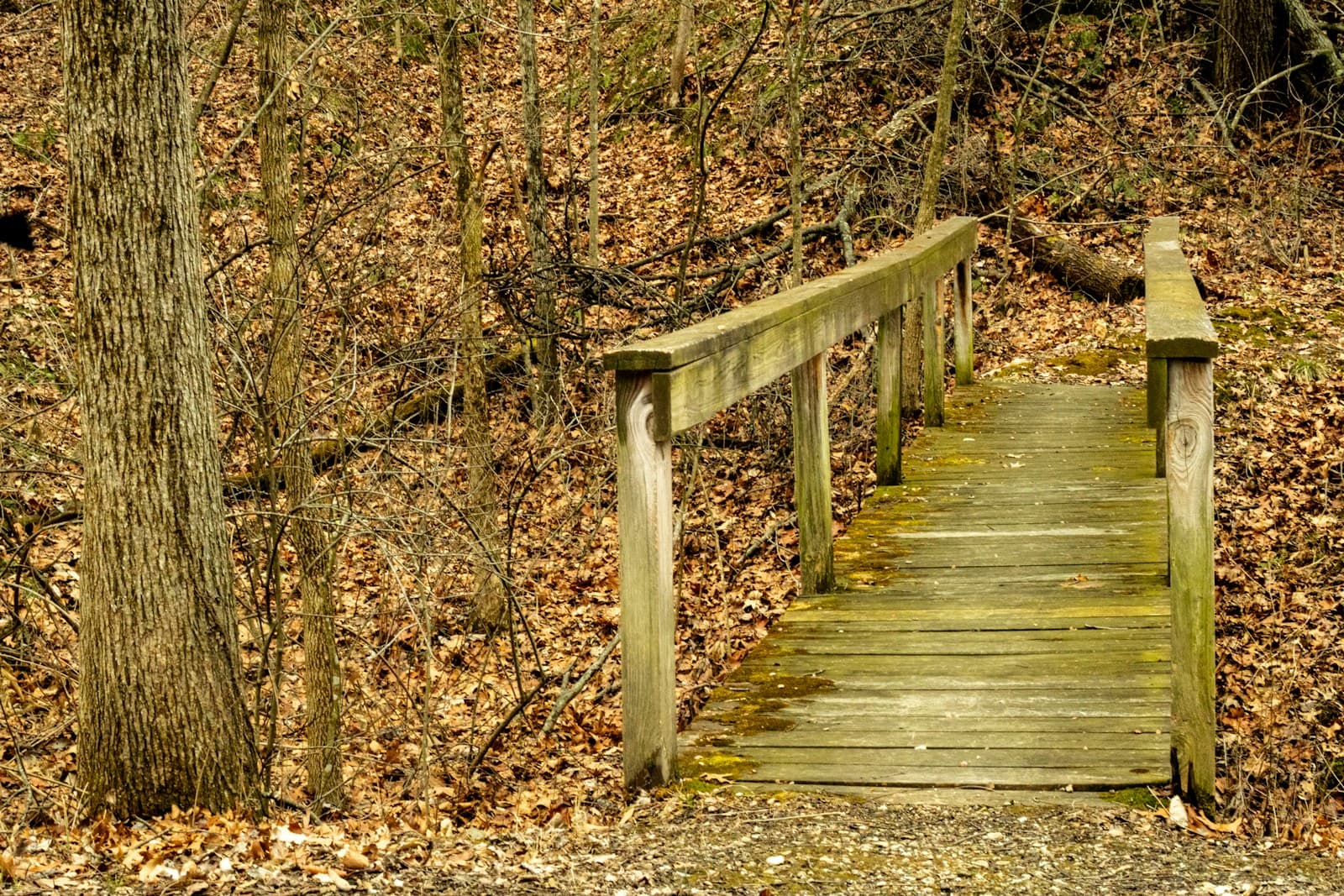 Wooden boardwalk bridge with railings winding through autumn forest with fallen leaves on ground