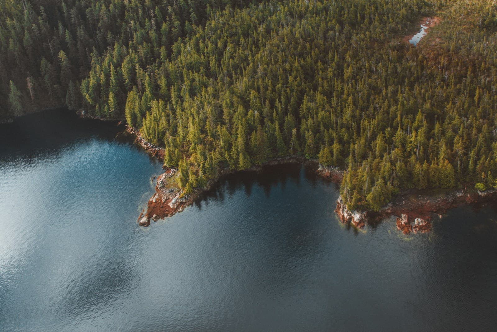 Aerial view of forested coastline with dense green trees meeting blue water and rocky shore formations