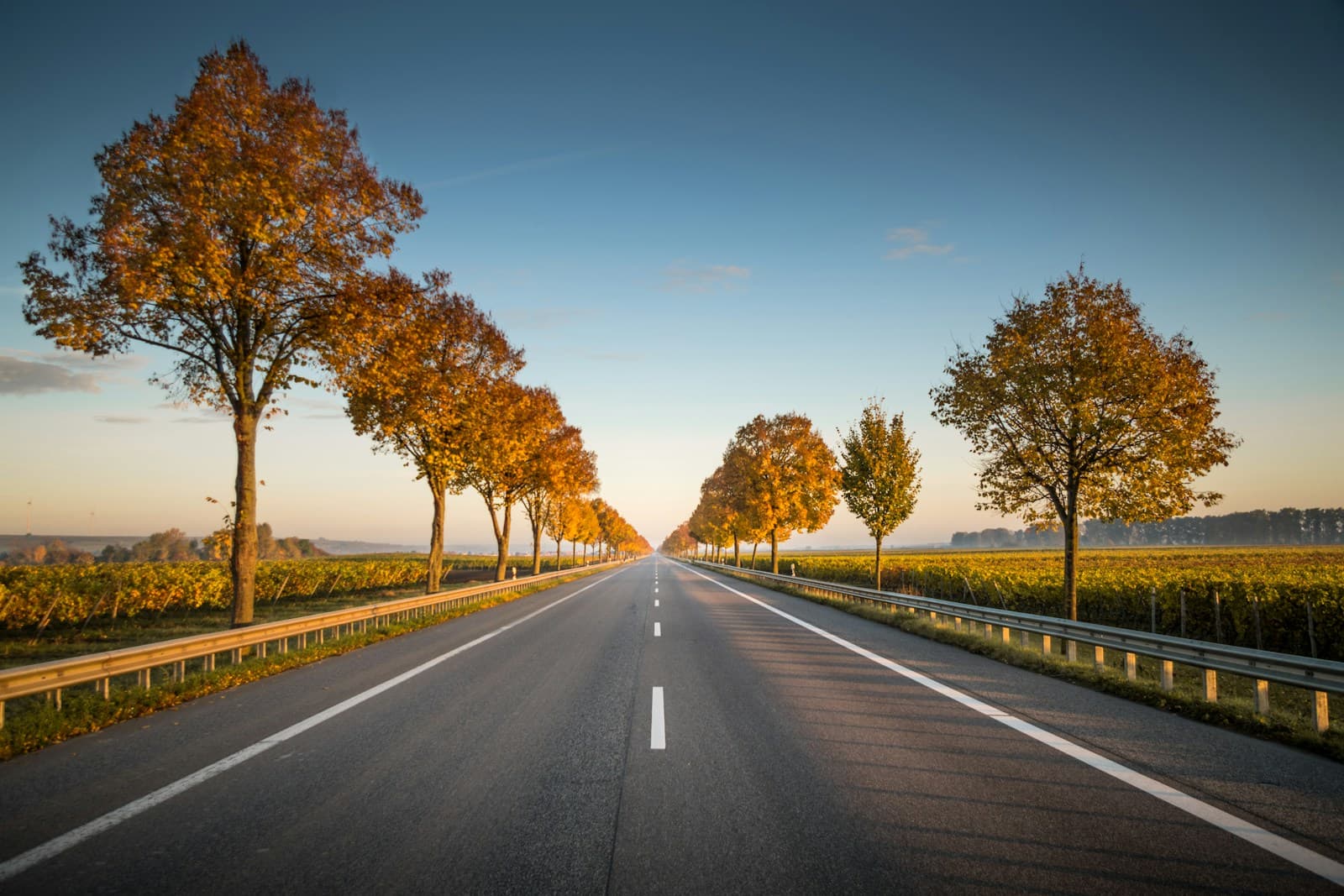 Straight road lined with golden autumn trees stretching to the horizon under blue sky